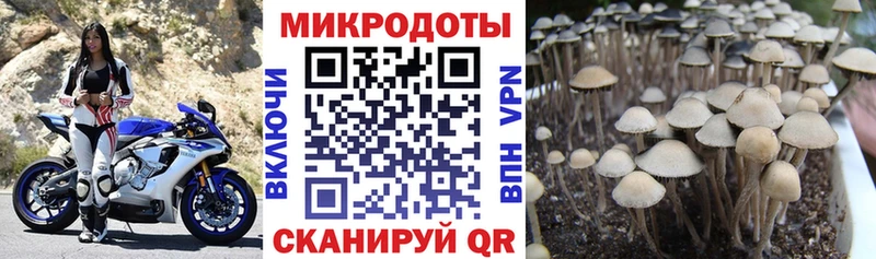 MEGA как зайти  Староминская  Псилоцибиновые грибы мицелий 